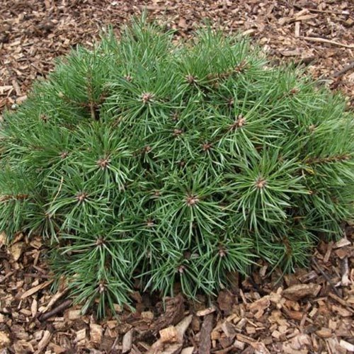 Pinus sylvestris 'Brobeck's Watermelon' - Harilik mänd 'Brobeck's Watermelon' C2/2L